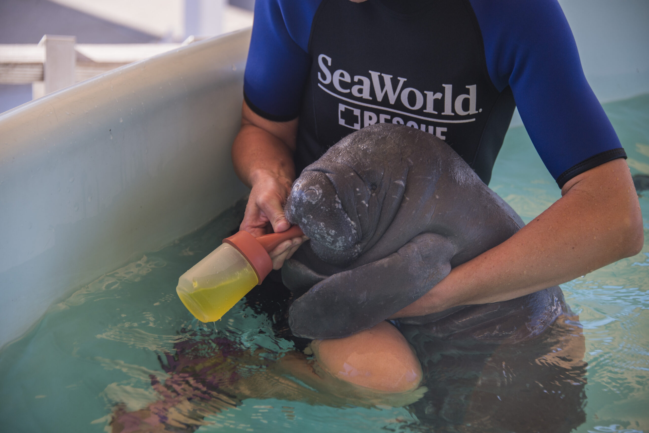 SeaWorld Rescue